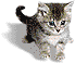 Here you see a nice little kitten, and if not, there is this text telling you that there is one, if you loaded this image.